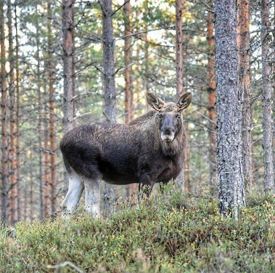 Hamra, Orsa Finnmark, Nature Adventures Hamra Eksteriør bilde